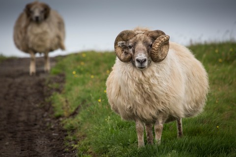 Von Hoffnungen, Hierarchien und Hirten