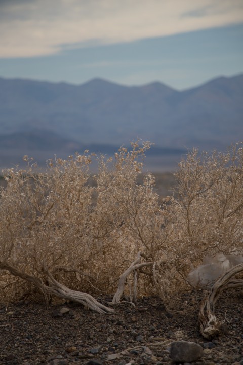 Die Bilder ins Diesseits holen