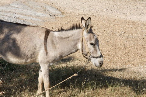 K&ouml;nig auf einem Esel