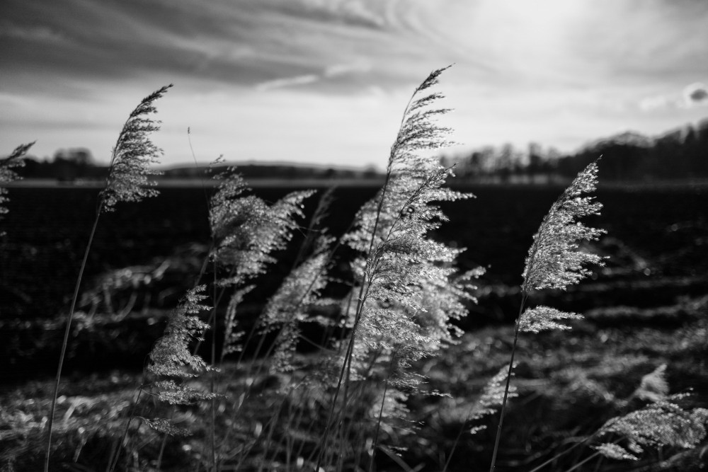 Spaziergang im Vorfr&uuml;hling