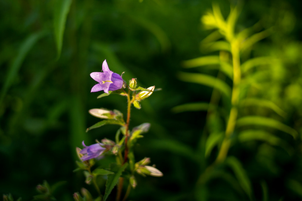 Ein Abendspaziergang an der Wertach