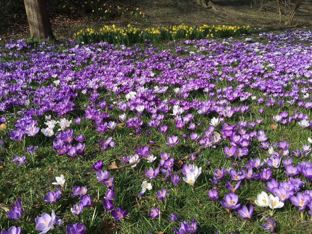 Fr&uuml;hling mitten in Augsburg